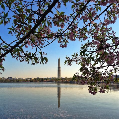 Tidal Basin Cherry Blossoms Washington Dc Favorite Places
