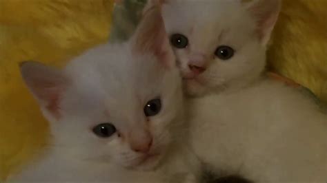 Siamese Mix Kittens To Adorable Youtube