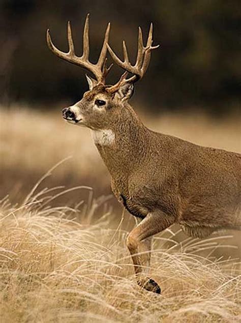 Giant Whitetail Bucks Big Deer Whitetail Deer Hunting Whitetail