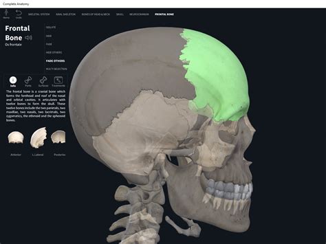 Bones: Skull, frontal. - Anatomy & Physiology