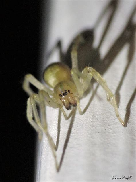 Cheiracanthium Mildei Long Legged Sac Spider In Kingston New York