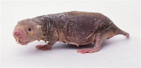 Naked Mole Rat The Naked Mole Rat From Its Nature Ground Mammals