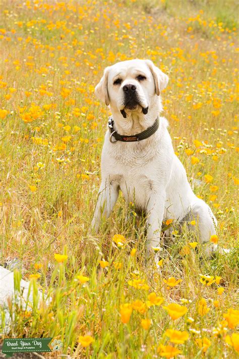 Maybe you would like to learn more about one of these? Stud Dog - Stud for Breeding - Breed Your Dog
