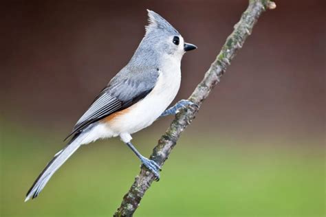 Top 31 Backyard Birds In New Jersey Free Id Charts