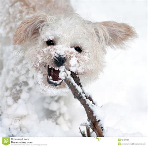 Abominable Snow Doggy Stock Photo Image Of Energetic 12481424