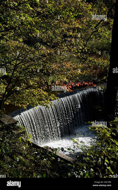 Birkacre Weir On The River Yarrow In The Yarrow Valley Country Park