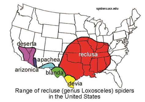 Brown Recluse Spider Distribution Map Vector Control Services