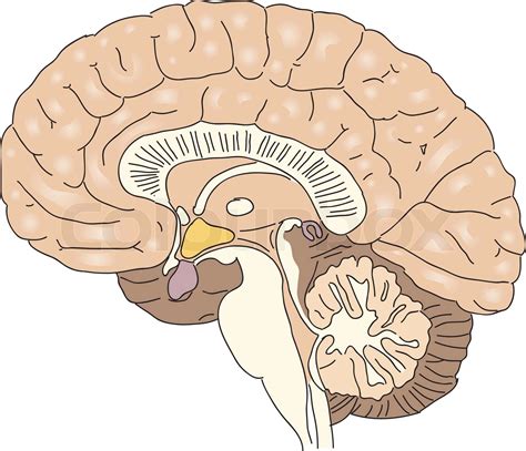 Cross Section Of The Human Brain Vector Illustration Stock Vector