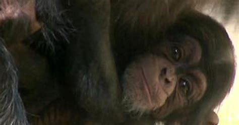 Deadly Chimp Attack Frightens La Zoo Visitors Cbs Los Angeles