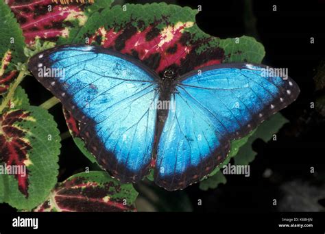 Blue Morpho Butterfly Morpho Peleides Central America Hatched Adult