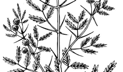 Acacia Flowers Clipart 20 Free Cliparts Download Images On Clipground