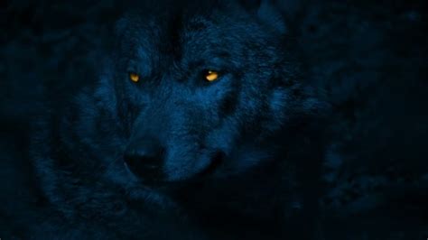 Glowing Eyes In The Dark Wolf