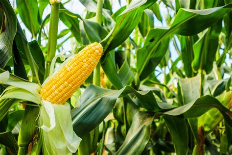 Maize Seed Prices Released For 2020 — Bartholomews
