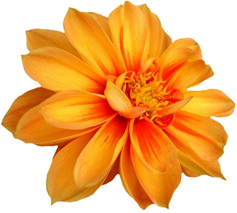 Free Image On Pixabay Dahlia Blossom Bloom Isolated Virtual