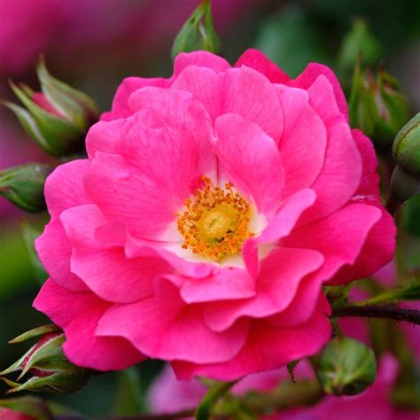 Buy Rose Pink Flower Carpet Ground Cover Rose Rosa Pink Flower