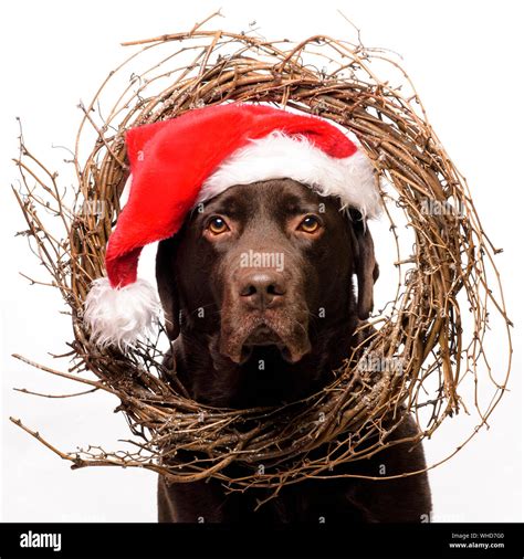 Labrador Christmas Hi Res Stock Photography And Images Alamy
