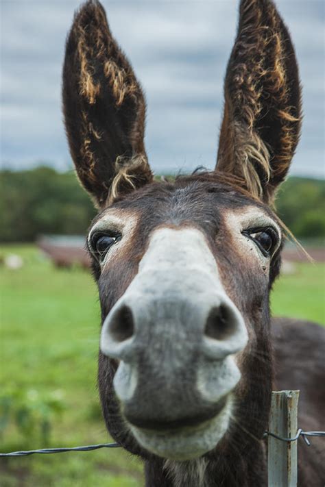 Animal Personalities Friendly Quirky Donkey Face Close Up Photograph By