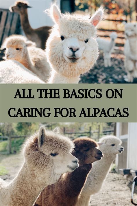 Caring For Alpacas A Guide On How To Raise Healthy Happy Alpacas