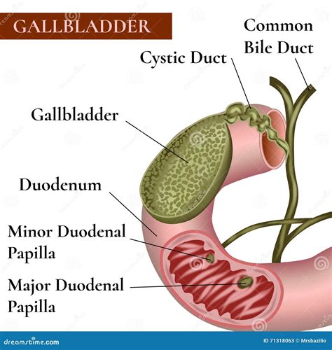 Gallbladder Bile Duct Stock Vector Image 71318063