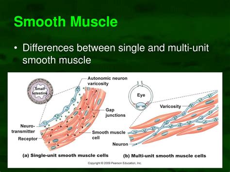 Structure is different in smooth muscle; PPT - Muscle Physiology PowerPoint Presentation, free ...