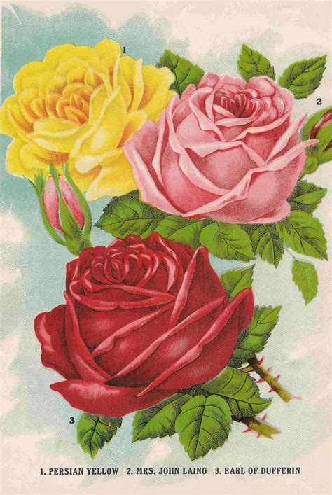 Antique Images Free Flower Clip Art Image Of 3 Roses
