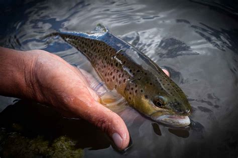 Catch And Release Fishing 10 Tips For A Successful Release Hatch