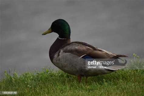 Drake Waterfowl Photos And Premium High Res Pictures Getty Images