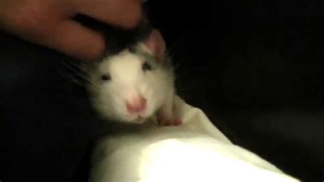 Pet Rat Cuddling Youtube