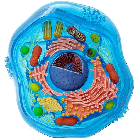 An Interactive Image Of An Animal Cell