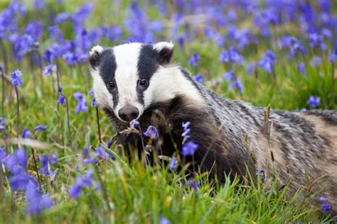Badger Culling Rolled Out To 11 New Areas Despite Government Pledge To