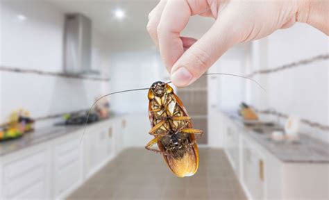 Cockroach Control Pest Control Brisbane