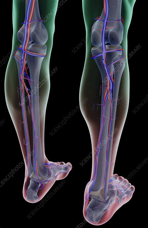 The Blood Supply Of The Leg Stock Image F0017391 Science Photo