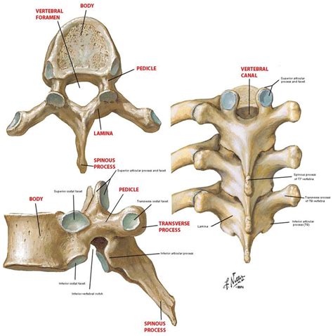 Bone tissue forms the bulk of each bone and consists of both living cells and a nonliving. laminae of vertebrae - Google Search | Anatomy, Bones, Nclex