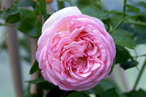 Rosa Bild Pierre De Ronsard Climbing Rose For Sale