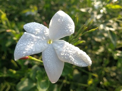 Jasmine Flower Cultivation In India Best Flower Site