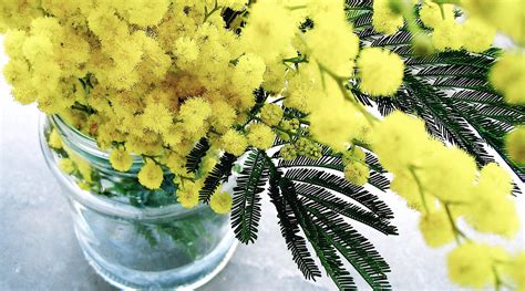 Download Yellow Mimosa Flowers Wallpaper