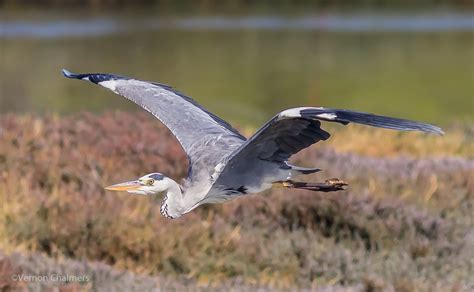 Vernon Chalmers Photography Grey Heron In Flight Photography Cape Town