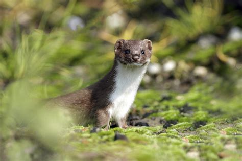 A Weasel May Have Just Broken The Large Hadron Collider In Switzerland