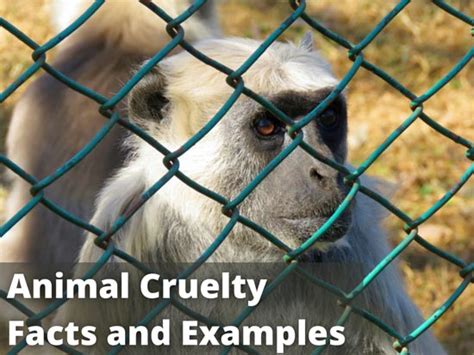 Animal Cruelty Facts And Different Examples Earth Reminder