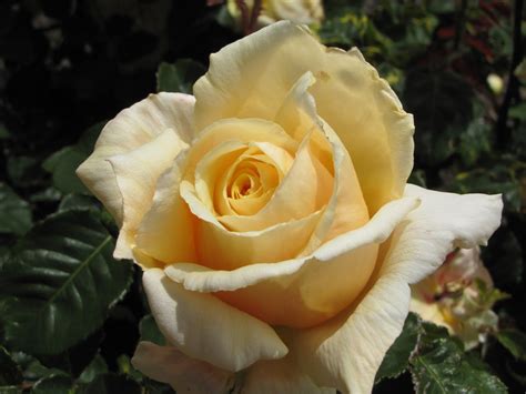 Photographing New Zealand Cream Colored Roses