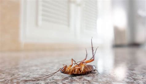 Cockroaches Pest Control Feature Pest Control
