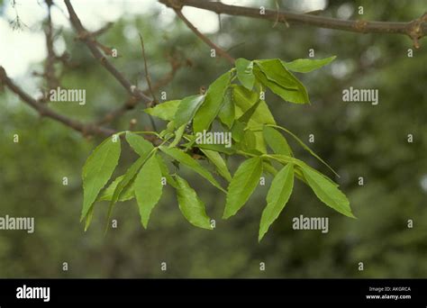 Red Ash Tree Leaf Fraxinus Pennysylvanica Leaf Stock Photo Alamy
