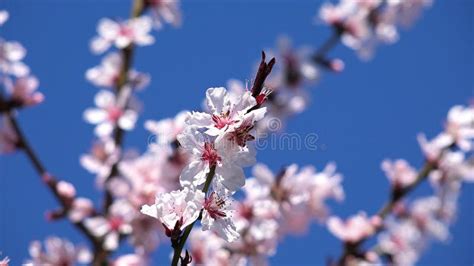 Blossom Trees Orchard In Spring Fruits Flowers Blooming Cherry