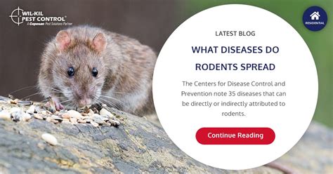 What Diseases are Spread by Rodents? | Wil-Kil Pest Control