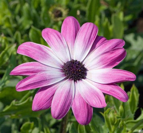 Pink Flower Free Stock Photo Public Domain Pictures