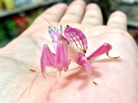 A Rare Adult Orchid Mantis From Malaysia Beautiful Specimens Such As This Are Rare Because