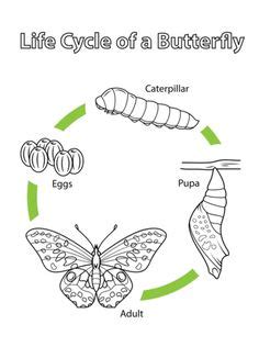 Life cycle of a painted lady butterfly life cycle of a butterfly. Life Cycle of a Monarch Butterfly coloring page from ...