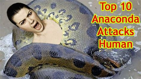 Top 10 Giant Anaconda Attacks Human Caught On Camera 10 Most Shocking