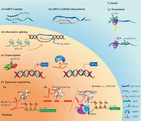 LncRNAs Exert Functions Through A Variety Of Signaling Pathways In The