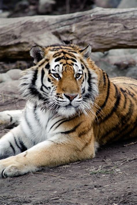 Siberian Tiger Lying On A Ground Relaxing Stock Photo Colourbox